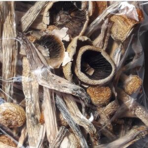 The Penis Envy Mushrooms | Shrooms